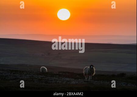 Coucher de soleil derrière des moutons paître sur les hautes terres de lande dans les Pennines, comté de Durham, Angleterre avec éclairage de rebord de la laine de mouton. Banque D'Images