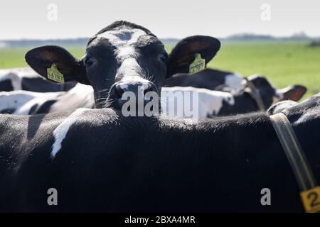 La vache noire et blanche avec des étiquettes d'oreille plie sa tête au-dessus de l'arrière d'une autre vache parmi d'autres vaches dans un pâturage vert au printemps. Concentrez-vous sur le nez Banque D'Images