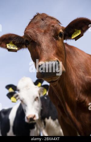 0: Portrait d'une jolie et curieuse vache rouge regardant dans l'appareil photo. Vaches noires et blanches floues en arrière-plan. Image verticale Banque D'Images