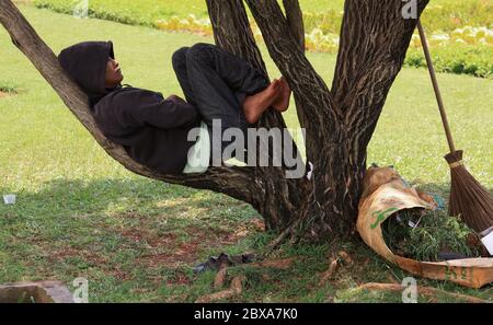 JAKARTA, INDONÉSIE - 30 mai 2013 : travailleur indonésien dormant dans une branche d'arbres à l'ombre Jakarta, Indonésie Banque D'Images