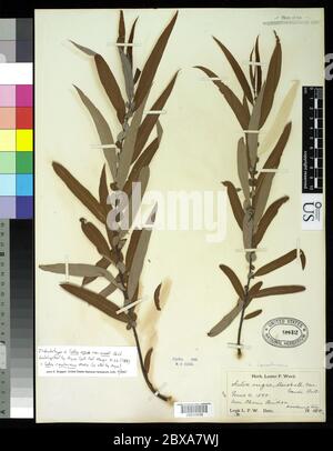 00220936.tif Salix nigra var wardii Bebb dans Ward. Banque D'Images