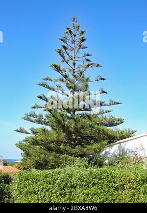 Un sapin contre un ciel bleu clair Banque D'Images