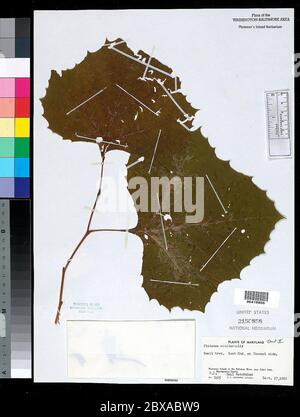 Platanus occidentalis L Platanus occidentalis L. Banque D'Images