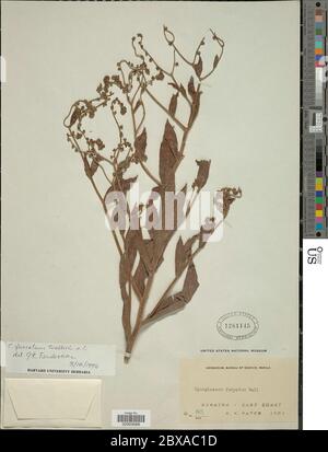 Paroi de Cynoglossum furcatum paroi de Cynoglossum furcatum. Banque D'Images