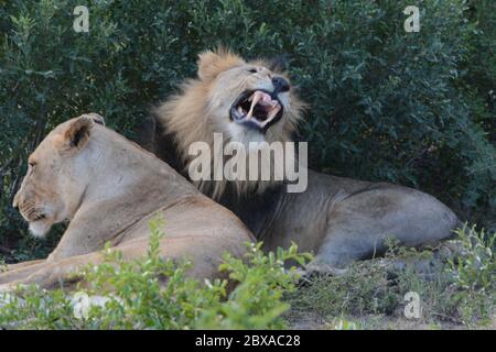 Lion mâle et femelle ensemble Banque D'Images