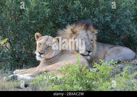 Lion mâle et femelle ensemble Banque D'Images