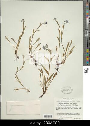 Myosotis alpestris subsp asiatica Vesterrr Myosotis alpestris subsp asiatica Vesterrrrr. Banque D'Images