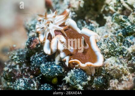 Marge blanche limace ou mer nudibranche Caramel [Glossodoris rufomarginata]. La Papouasie occidentale, en Indonésie. Indo-ouest pacifique. Banque D'Images