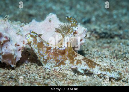 Nudibrante - Ceratosoma ténue se nourrissant sur éponge. Papouasie occidentale, Indonésie. Indo-Pacifique Ouest. Banque D'Images