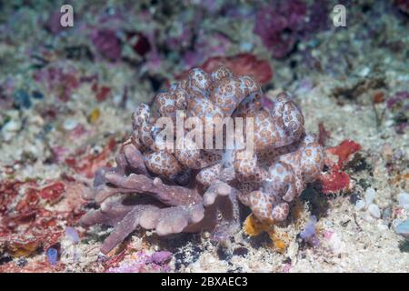 Nudibranche - Solar Powered] longicirrum Phyllodesmium [Phyllodesmium. La Papouasie occidentale, en Indonésie. Indo-ouest pacifique. Banque D'Images