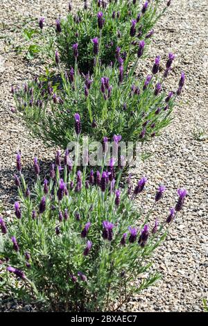 Lavande-violette papillon petit arbuste vert éternel bushy Banque D'Images