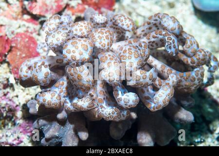 Nudibranche - Solar Powered] longicirrum Phyllodesmium [Phyllodesmium. La Papouasie occidentale, en Indonésie. Indo-ouest pacifique. Banque D'Images