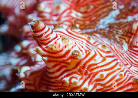 Concombre de mer de Candycane [Thelenota rubralineata] détail. Nord Sulawesi, Indonésie. Banque D'Images