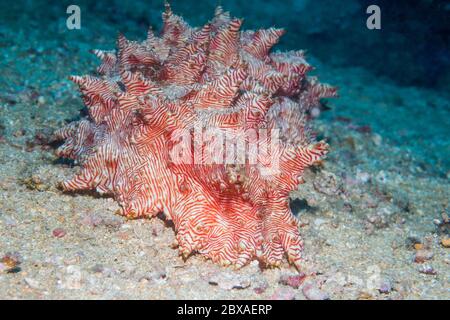 Concombre de mer de Candycane [Thelenota rubralineata]. Nord Sulawesi, Indonésie. Banque D'Images