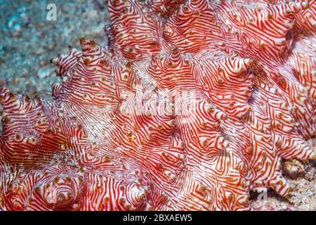 Concombre de mer de Candycane [Thelenota rubralineata] détail. Nord Sulawesi, Indonésie. Banque D'Images