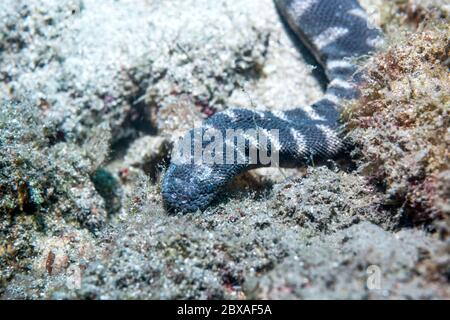 Petit filesnake, petit serpent de guerre [Acrochordus granulatus]. Non venimeux. Ils sont ovovivipare. Banque D'Images