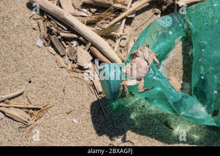 Crabe de mer sur une bouteille en plastique déchargée sur un habitat pollué de la côte de mer sablonneuse Banque D'Images