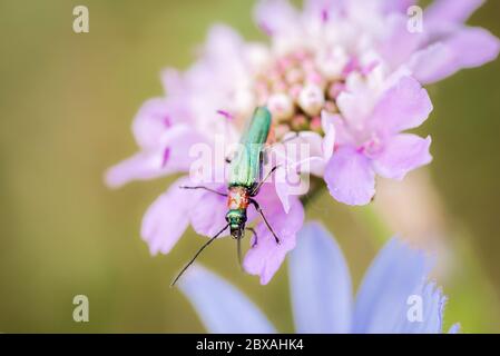 Scarabée vert émeraude, mouche espagnole, Lytta vesicatoria, nourrissant d'une fleur magenta sauvage faisant une belle combinaison de couleurs Banque D'Images