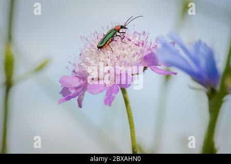 Scarabée vert émeraude, mouche espagnole, Lytta vesicatoria, nourrissant d'une fleur magenta sauvage faisant une belle combinaison de couleurs Banque D'Images