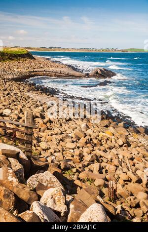 Formation de roches ignées repliées à Greymaare Rocks, dans la baie d'Embleton, Northumberland, Angleterre Banque D'Images