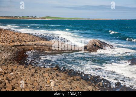 Formation de roches ignées repliées à Greymaare Rocks, dans la baie d'Embleton, Northumberland, Angleterre Banque D'Images