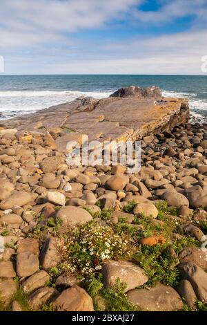 Formation de roches ignées repliées à Greymaare Rocks, dans la baie d'Embleton, Northumberland, Angleterre Banque D'Images