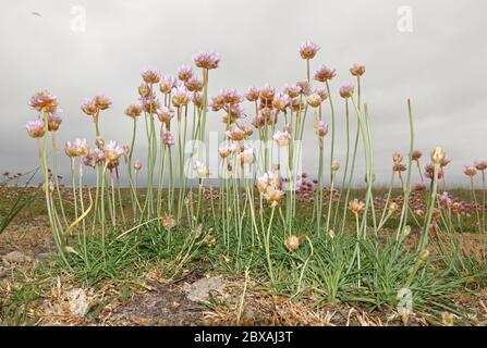 Une souche de Thrift de la mer en fleurs sur un marais salé par une journée nuageux Banque D'Images