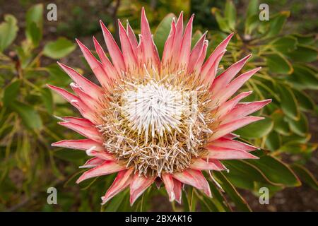 Roi Protea, la fleur nationale de l'Afrique du Sud Banque D'Images