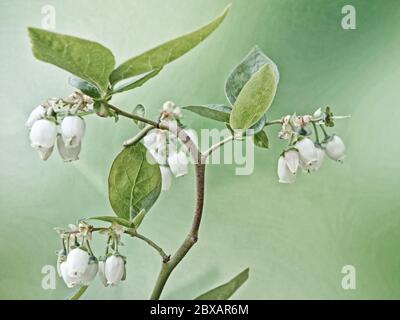 gros plan des fleurs blanches d'un buisson de bleuet Banque D'Images