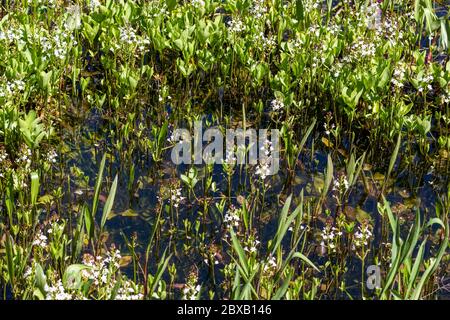 Trèfle de fièvre, trèfle amer avec des fleurs blanches dans l'eau Banque D'Images