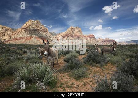 Burros sauvages dans le désert du Nevada, zone de conservation du Red Rock Canyon Banque D'Images