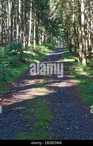 Randonnée sur un sentier forestier dans le Vulkaneifel, Allemagne. Banque D'Images