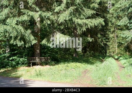 Randonnée sur un sentier forestier dans le Vulkaneifel, Allemagne. Banque D'Images