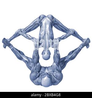 Couple de muscle man and woman yoga anatomie dans un fond blanc va mettre un peu de créativité dans le vôtre capteur creations Banque D'Images