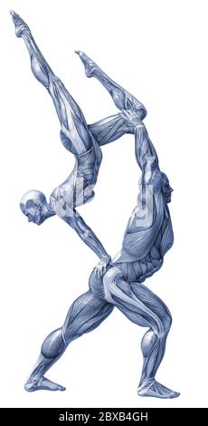 Couple de muscle man and woman yoga anatomie dans un fond blanc va mettre un peu de créativité dans le vôtre capteur creations Banque D'Images