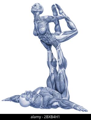 Couple de muscle man and woman yoga anatomie dans un fond blanc va mettre un peu de créativité dans le vôtre capteur creations Banque D'Images