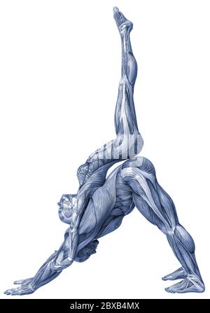 Couple de muscle man and woman yoga anatomie dans un fond blanc va mettre un peu de créativité dans le vôtre capteur creations Banque D'Images