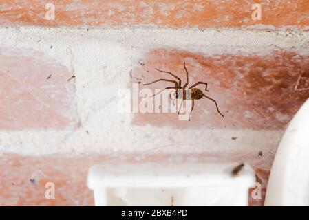 araignée domestique ou maison, tegenaria domestica, à l'intérieur du porche d'un chalet, sur son web entre un mur et une chaise Banque D'Images