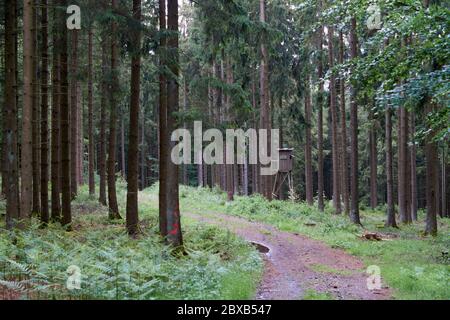 Randonnée sur un sentier forestier dans le Vulkaneifel, Allemagne. Banque D'Images