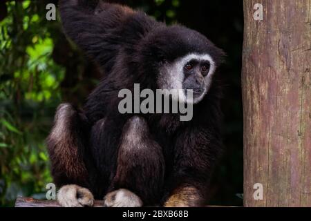 Singe Gibbon à main blanche - « Hylobates Lar » Banque D'Images