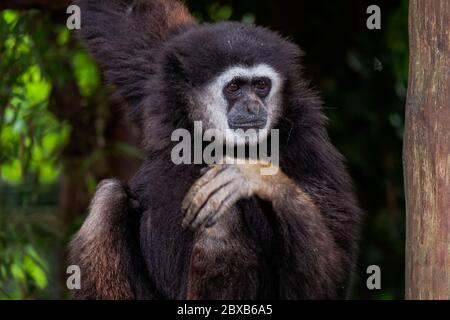 Singe Gibbon à main blanche - « Hylobates Lar » Banque D'Images