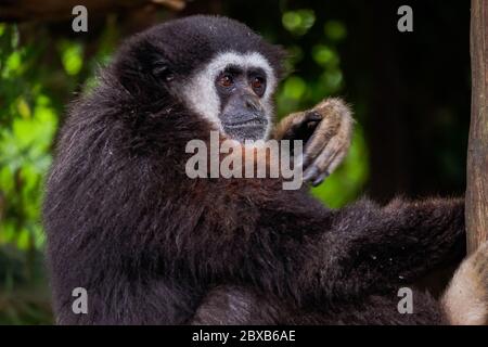 Singe Gibbon à main blanche - « Hylobates Lar » Banque D'Images