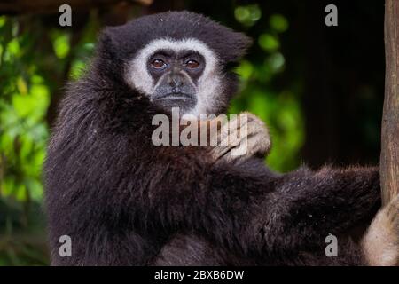 Singe Gibbon à main blanche - « Hylobates Lar » Banque D'Images