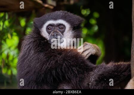 Singe Gibbon à main blanche - « Hylobates Lar » Banque D'Images