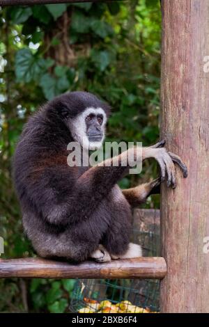 Singe Gibbon à main blanche - « Hylobates Lar » Banque D'Images