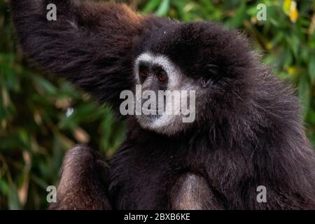 Singe Gibbon à main blanche - « Hylobates Lar » Banque D'Images