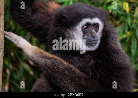 Singe Gibbon à main blanche - « Hylobates Lar » Banque D'Images