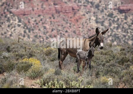 Burro sauvage avec un foal dans le désert du Nevada, zone de conservation du canyon de Red Rock Banque D'Images