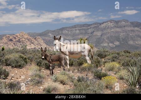 Burro sauvage avec un foal dans le désert du Nevada, zone de conservation du canyon de Red Rock Banque D'Images