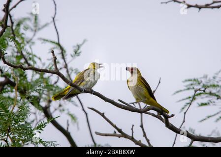 Le jeune Oriole d'or eurasien ou Oriolus oriolus nourrit le poussin. Banque D'Images